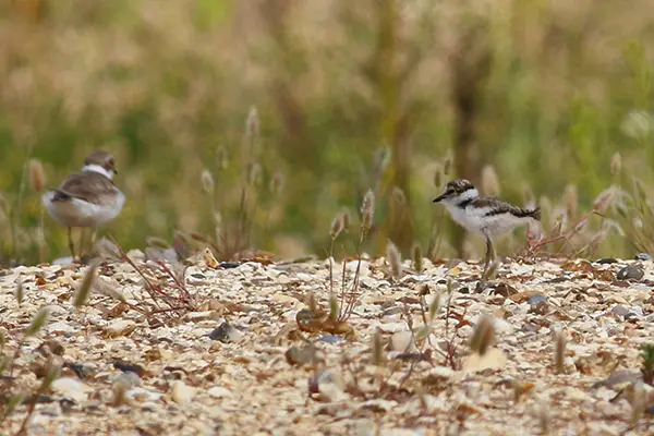 A Little Ringed Plover adult female with chick