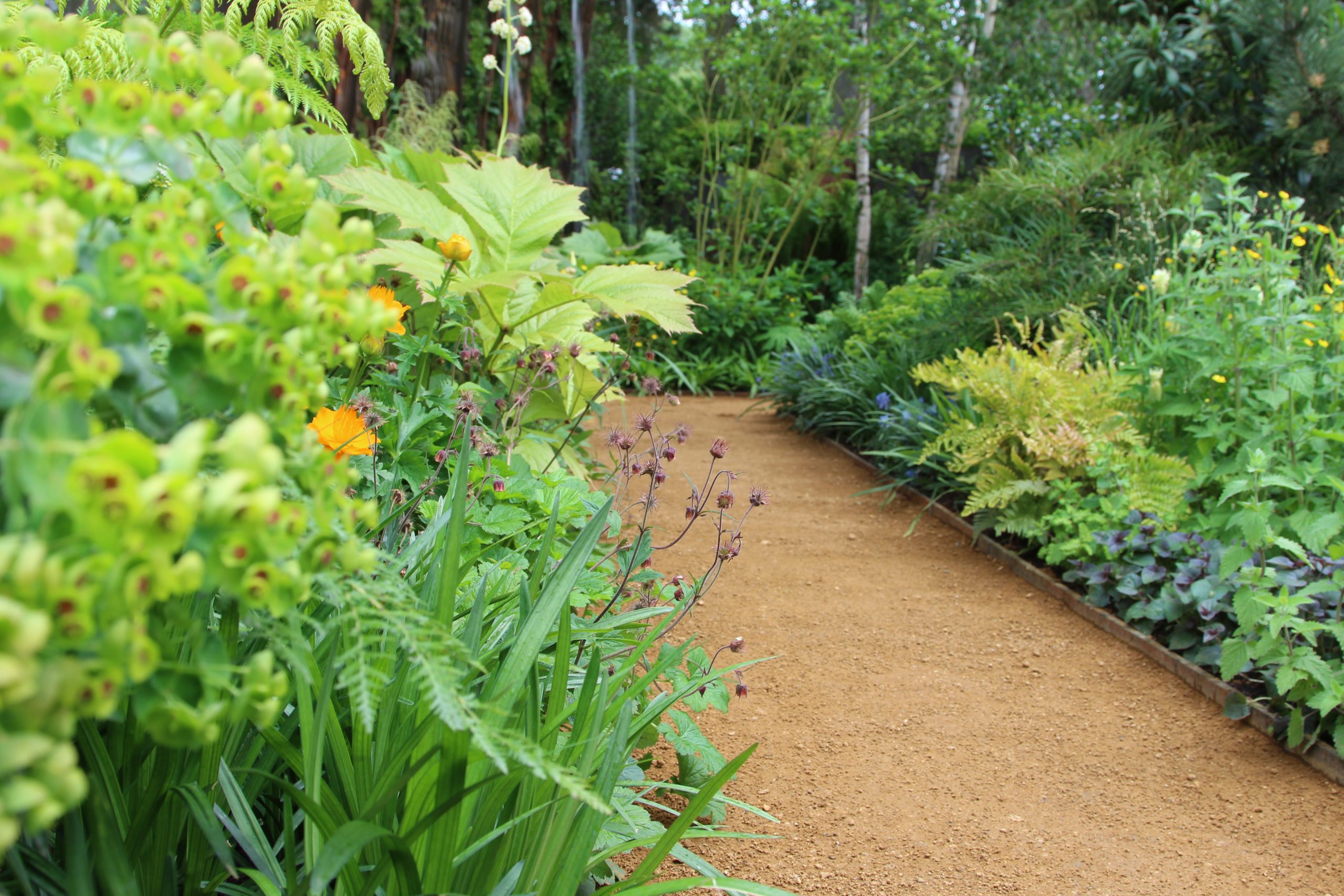 The rich honey colour of the Coxwell Self-Binding Path Gravel shows off the planting to perfection.